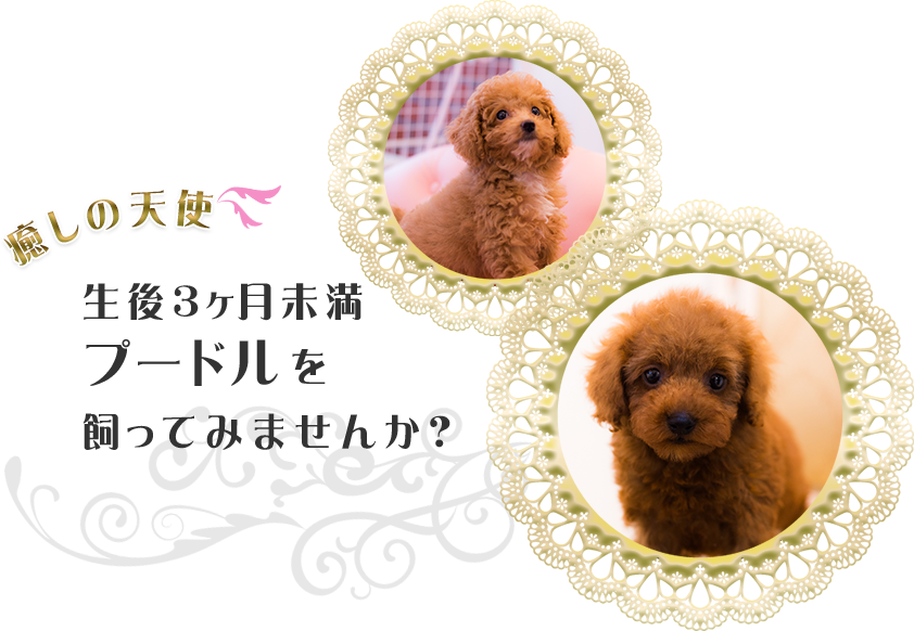 癒しの天生後3ケ月未満のプードルを飼ってみませんか?使