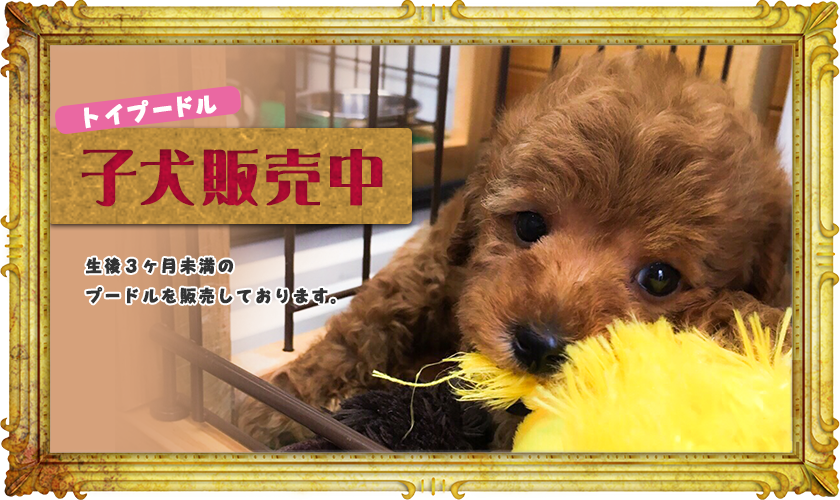 トイプードルの子犬販売中